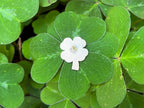 4 Leaf White Clover DnD Enamel Pin